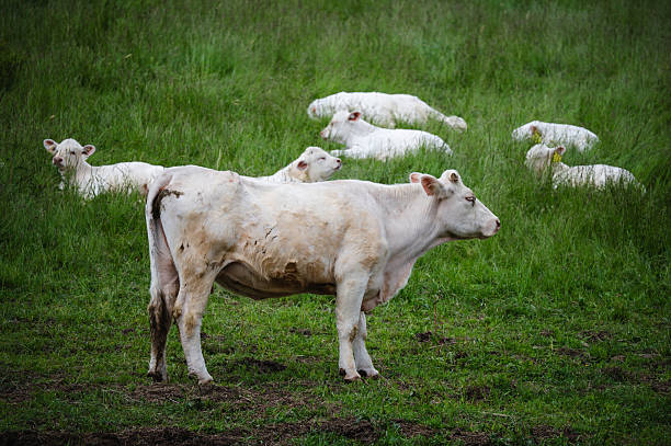 A white cow stands alert in the foreground while several white calves lie in the tall grass behind her. The lush green meadow and soft lighting create a peaceful, pastoral scene that highlights the bond between livestock in a natural environment. The composition conveys a sense of nurturing and rural harmony.