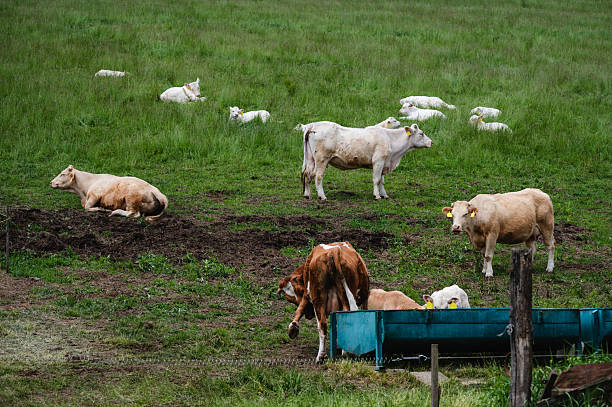 A white cow stands alert in the foreground while several white calves lie in the tall grass behind her. The lush green meadow and soft lighting create a peaceful, pastoral scene that highlights the bond between livestock in a natural environment. The composition conveys a sense of nurturing and rural harmony.