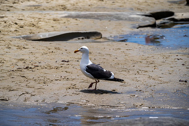 A Seagull at  the rugged and beautiful Tide Pools on the coast of La Jolla, California.