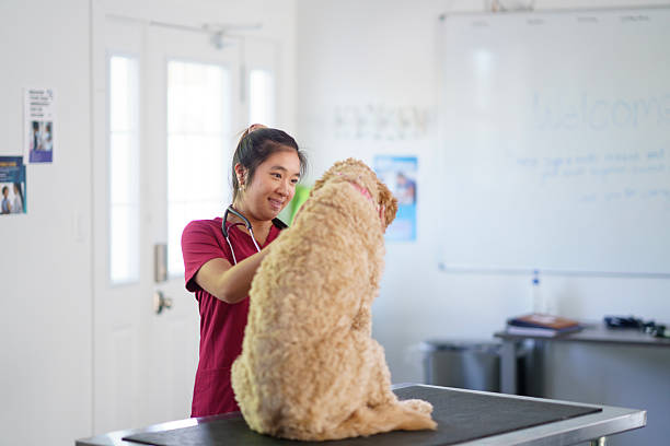 istock Veterinarian Caring for a Dog in a Bright Clinic Environment 2218024626