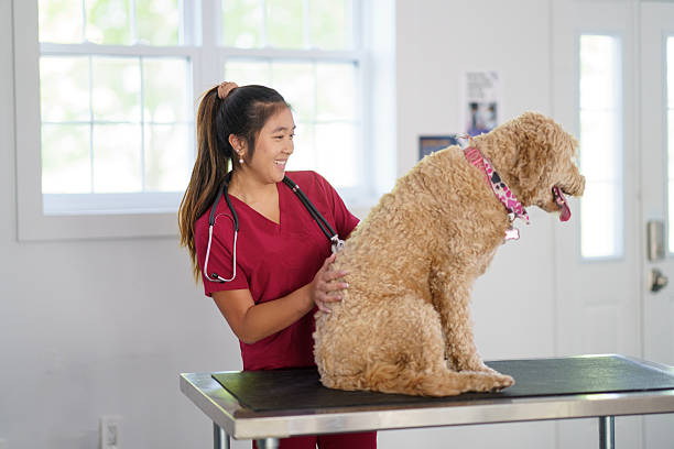 istock Veterinarian Caring For Large Dog During Examination Inside Clinic 2218024702