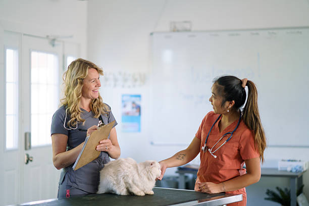istock Veterinary Team Caring for a Cat in a Clinical Environment 2218026730