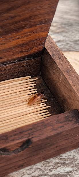 istock Cockroach in a toothpick box. Cleanliness concept. 2218028988