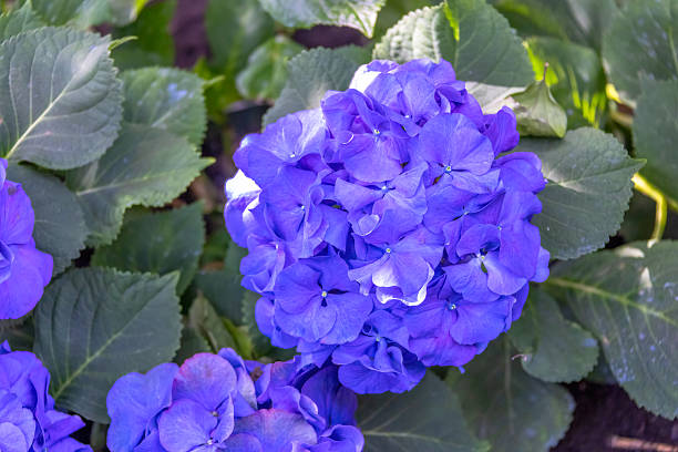 A green hydrangea bloom growing in a tropical garden in Indonesia, showing natural textures and fresh leafy surroundings.