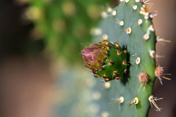 A delicate cactus bud, vibrant in green and pink, emerges with subtle spines, hinting at future bloom and nature's intricate details at the Muttart Conservatory in Edmonton, Canada