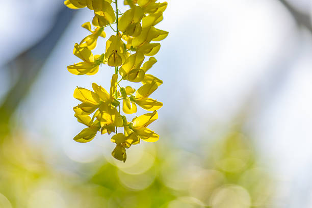Golden Chain Tree blossoms cascade gracefully their vibrant yellow hues illuminated by sunlight, evoking spring's tender beauty and natural elegance at the Muttart Conservatory in Edmonton, AB, Canada
