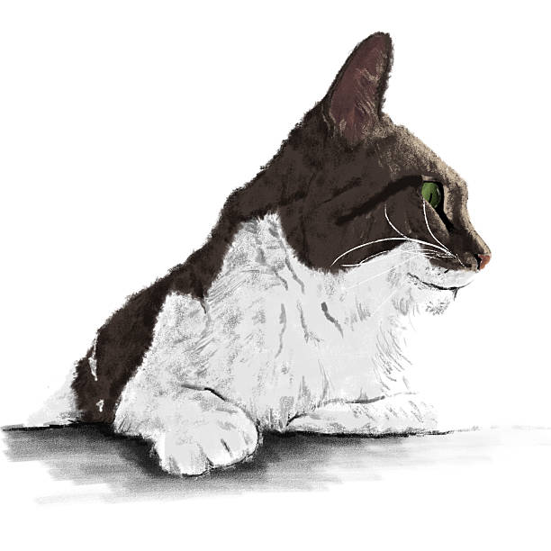 Lying down cat in da Vinci sketch style based on photo created with photoshop and design elements are photoshop stamps