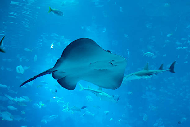 istock A large stingray, surround by various fish in an aquarium 2218037683