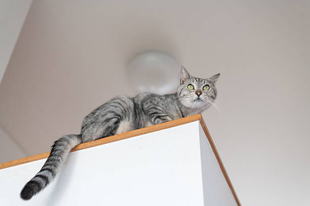 istock Cute cat sitting indoors 2218038499