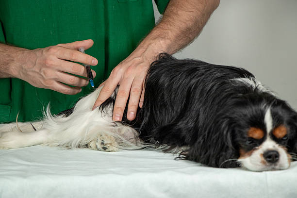 istock Veterinarian Giving Injection to Cavalier King Charles Spaniel s Hind Leg 2218041021