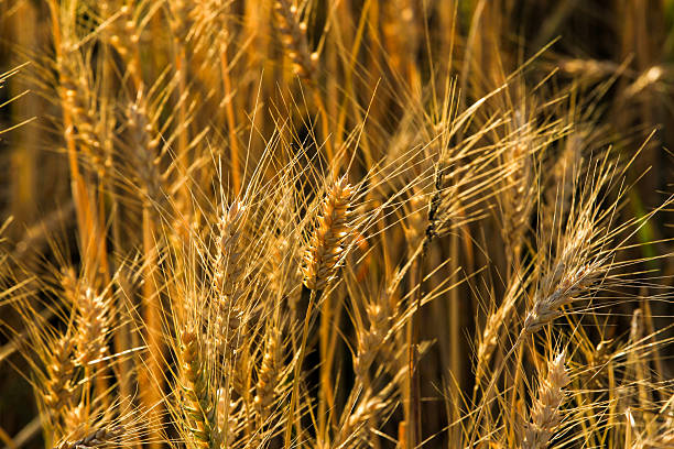 istock Beautiful autumn fields in Xinjiang in China. 2218041180