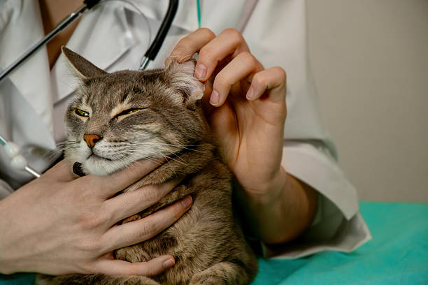 istock Veterinarian Examining Gray Cat Ear Close Up 2218041346