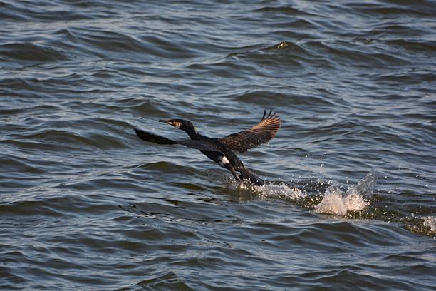 istock The Big CormorantBirds 2218042531