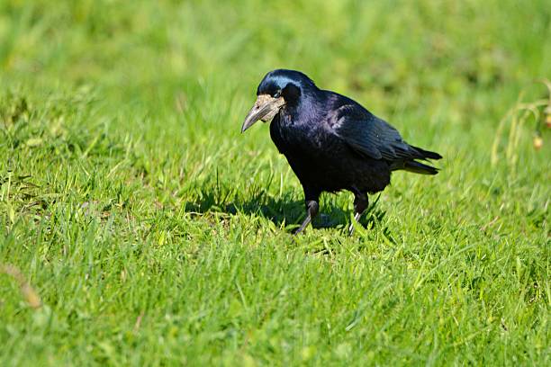 istock The rook bird in Estonia 2218043455