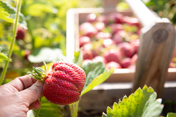 istock Strawberry picking in a farm 2218044282