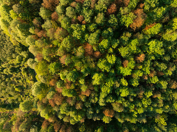 istock Aerial drone view of green lush forest 2218044506