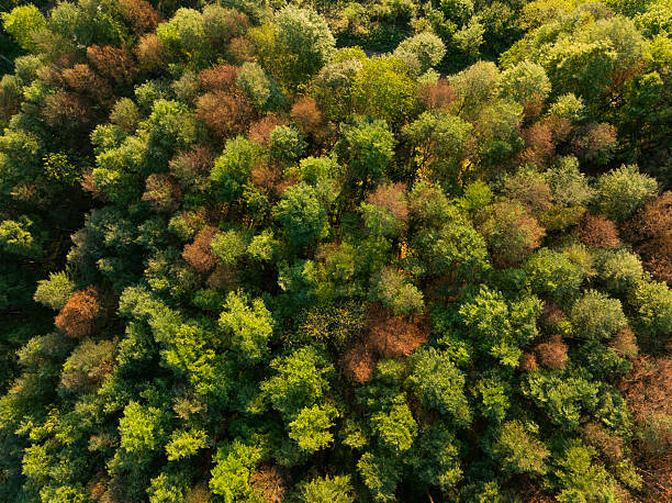 istock Aerial drone view of green lush forest 2218044509