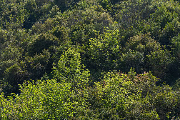 Aerial drone view of green lush forest