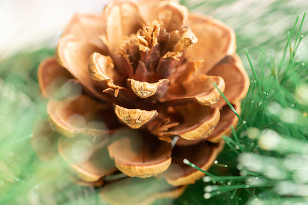 Close-up of branches with Christmas tree cones