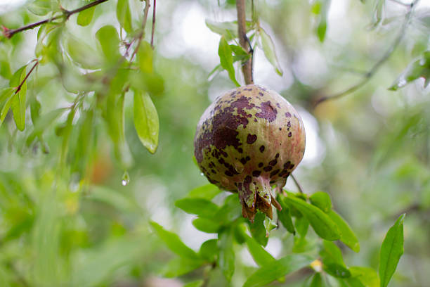 The pomegranate fruit grows in the garden