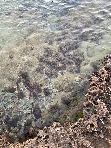 istock Mediterranean Sea surface with rocks and sandy bottom on a Majorcan beach 2218049277