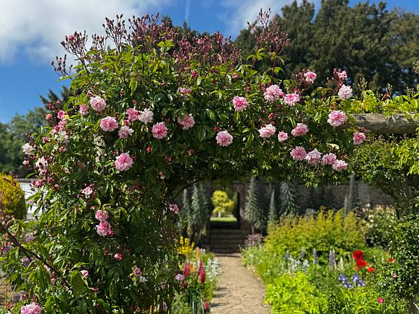 istock Roses at buron Agnes hall in late May 2218049483