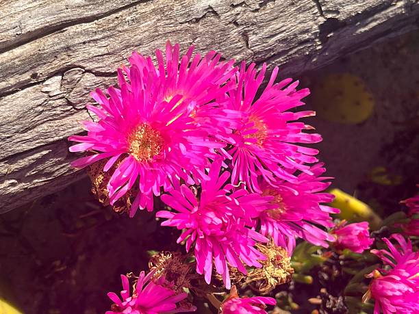 Flowers in my Garden