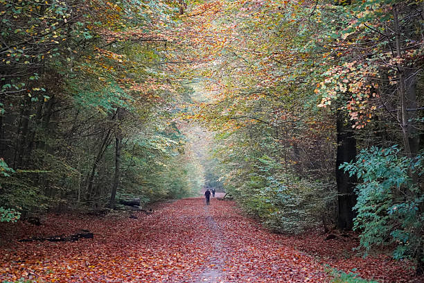 istock One person walking through an autumn alley 2218052532