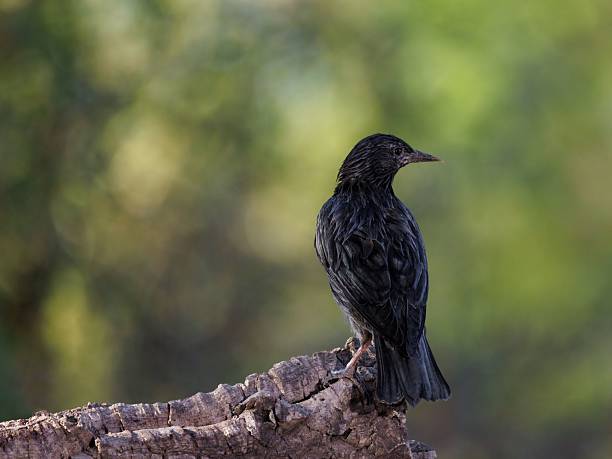 Spotless starling perched on a branch against a soft background
