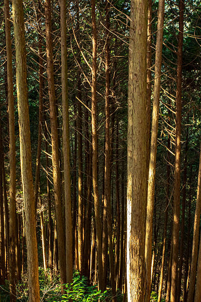 Tall Japanese cedar trunks rise in dense ranks on Mount Kongo, Osaka Prefecture. Sunbeams paint stripes of light and shadow, evoking forest therapy, hiking adventures and eco-friendly themes such as sustainability and biomass resources.