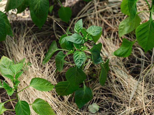 istock Pepper plants growing in a vegetable garden 2218055135