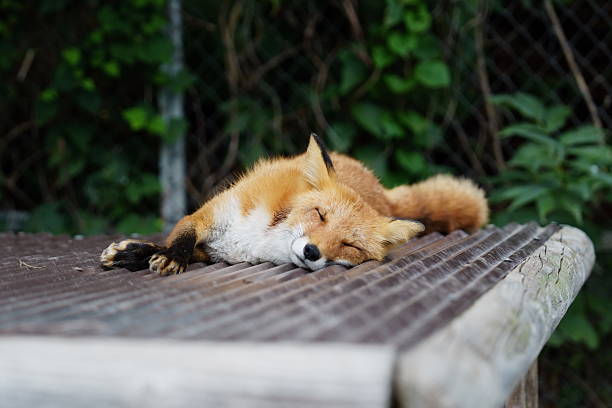 istock A fox living in Hokkaido 2218055553