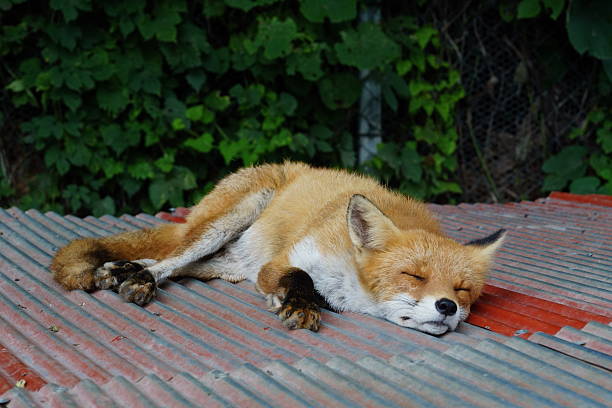 istock A fox living in Hokkaido 2218055572