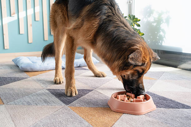 istock cute German shepherd dog puppy eating from slow feeding bowl 2218055743