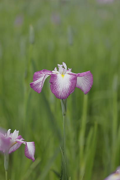 istock Beautifully blooming irises 2218056153