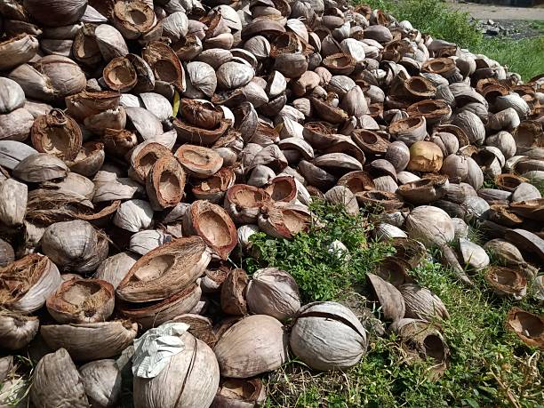 istock pile of dry coconuts that have been split, the contents are made into copra 2218056301