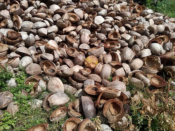 istock pile of dry coconuts that have been split, the contents are made into copra 2218056311