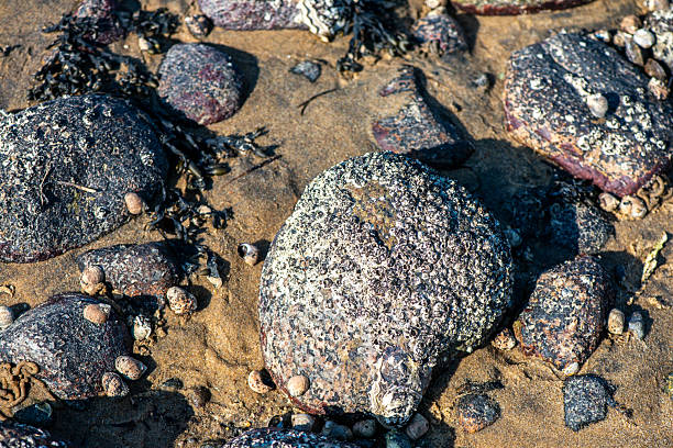 The treasure is discovered. Ocean uncovered the old piggy bank hidden in the sand on a beach.