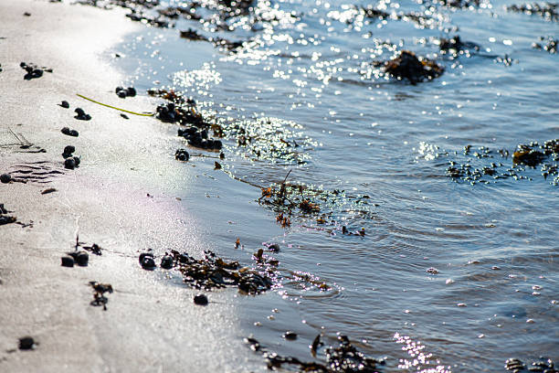 A close-up coastal view showcasing various green, brown, and red algae and seaweed species attached to rocks and submerged in shallow water, highlighting marine biodiversity.
