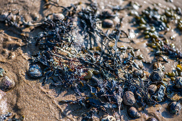 A close-up coastal view showcasing various green, brown, and red algae and seaweed species attached to rocks and submerged in shallow water, highlighting marine biodiversity.