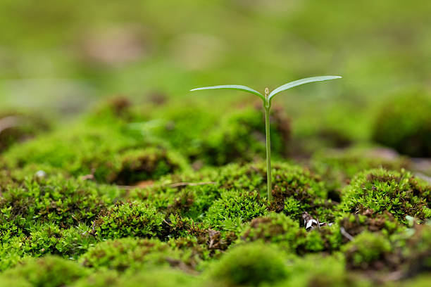 Young Green Plant in Lush Moss
