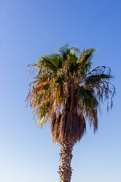 istock Tropical Palm Tree Against a Clear Blue Sky in Bright Daylight 2218059244