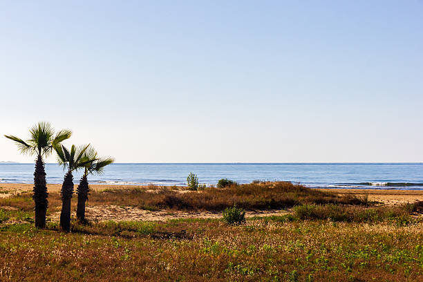 A serene coastal landscape featuring three palm trees near the seashore with open waters. Perfect for tropical, travel, or nature-related themes evoking relaxation, vacations, and the beauty of coastal destinations.