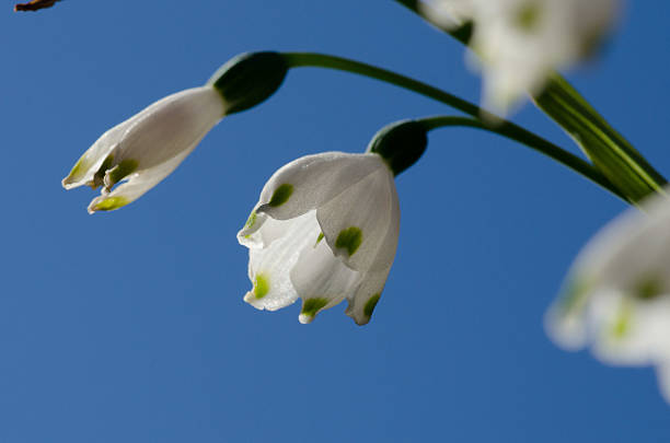 Snowdrop flowers close up against blue sky