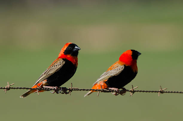 Two male red bishop birds perched on barbed wire