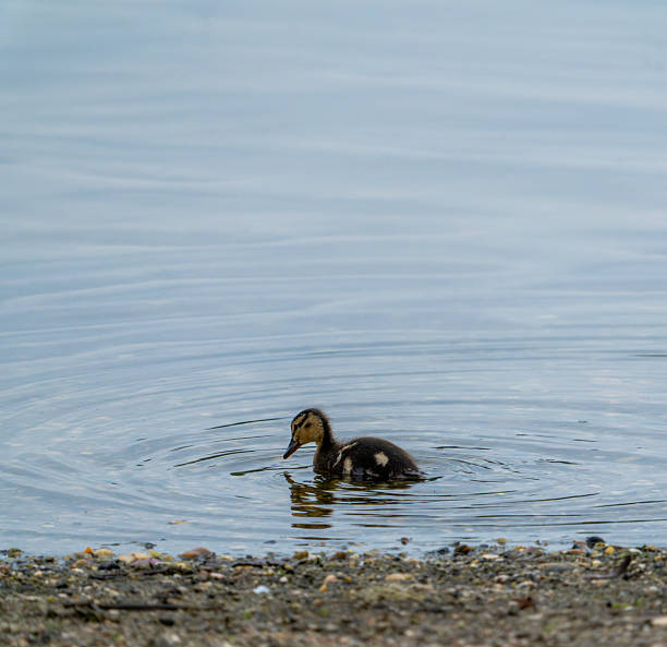 istock Mallard duckling swims towards shore #2 2218060896