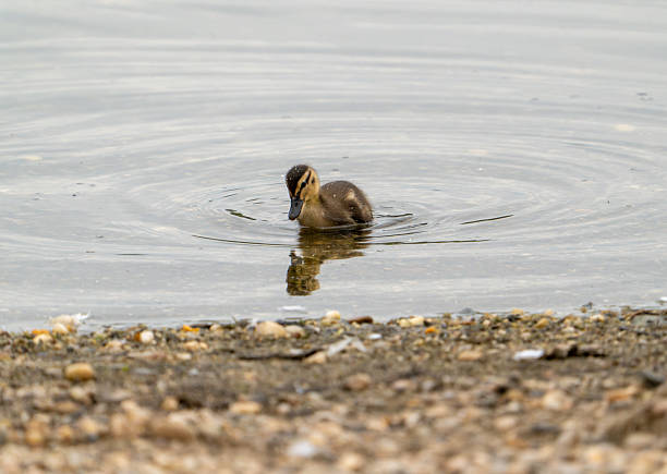 A lone Mallard duckling swimming toward the shore, appears to see its own reflection at Artist Lake in Middle Island,  Suffolk County,  Long Island,  NY.