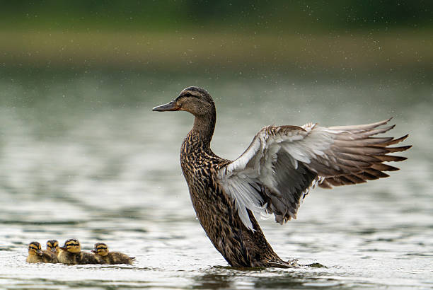 A female Mallard displays a protective stance near her babies on Artist Lake in Middle Island,  Suffolk County,  Long Island,  NY.