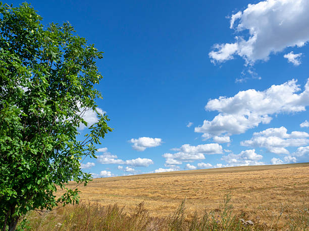 Landscape with beautiful cloudscape, a plowed field  and a stack of  hay bales wrapped in plastic in Vlaams-Brabant,Belgium.