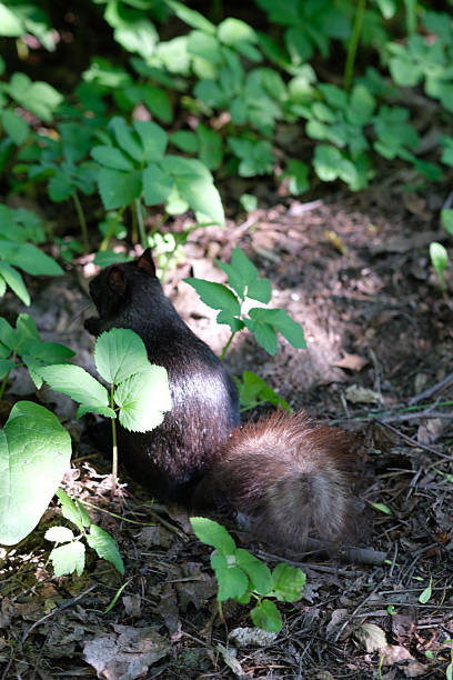 A small animal is seen foraging among lush green plants in a forest. The sunlight filters through the leaves, creating a serene atmosphere during the afternoon.